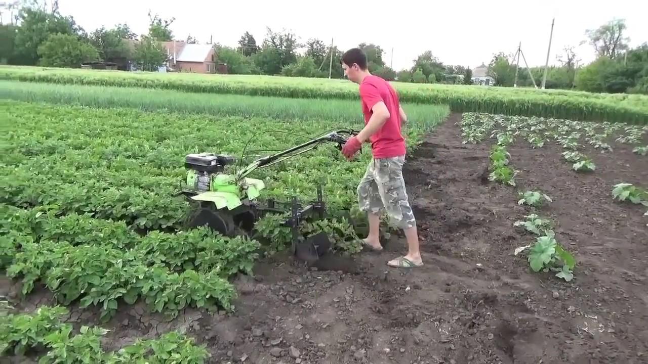 buttage de pommes de terre avec un tracteur à conducteur marchant