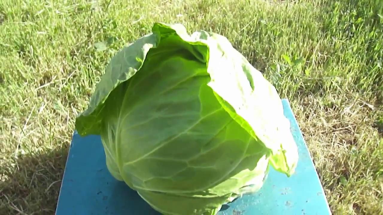 กะหล่ำปลีต้นอ่อนอากิระ