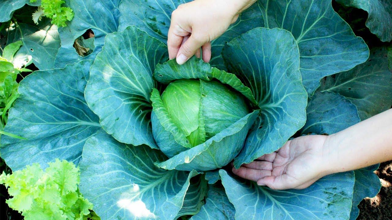 ต้องเด็ดใบล่างออกไหมคะ?