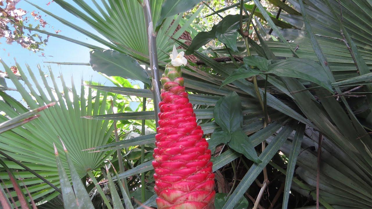 ขิงกำลังเจริญเติบโต