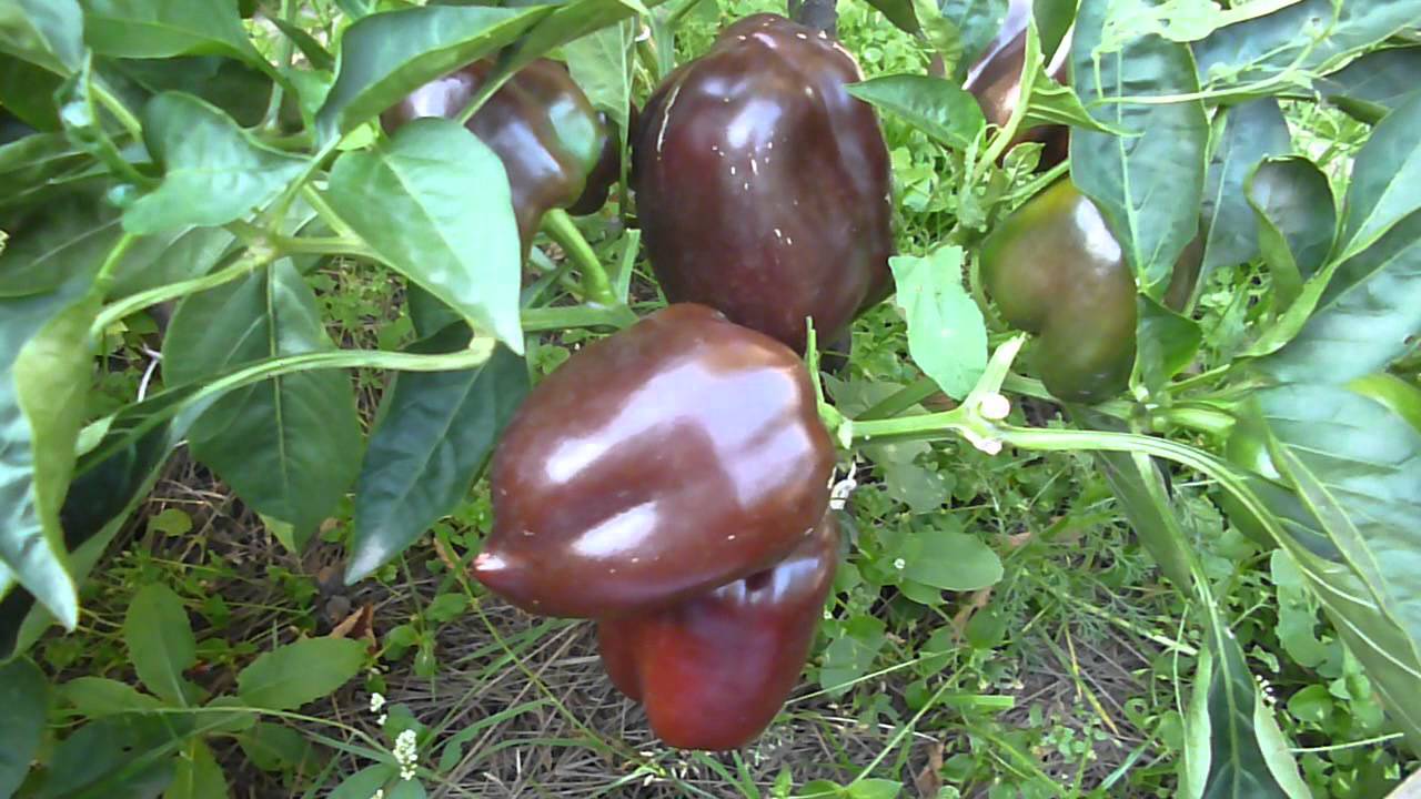 พริกไทยฮันนิบาล