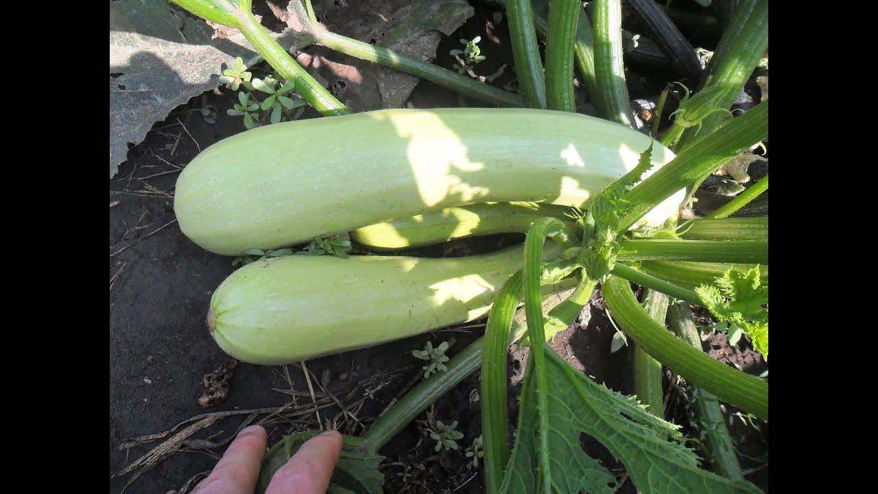 บวบคาวิลี