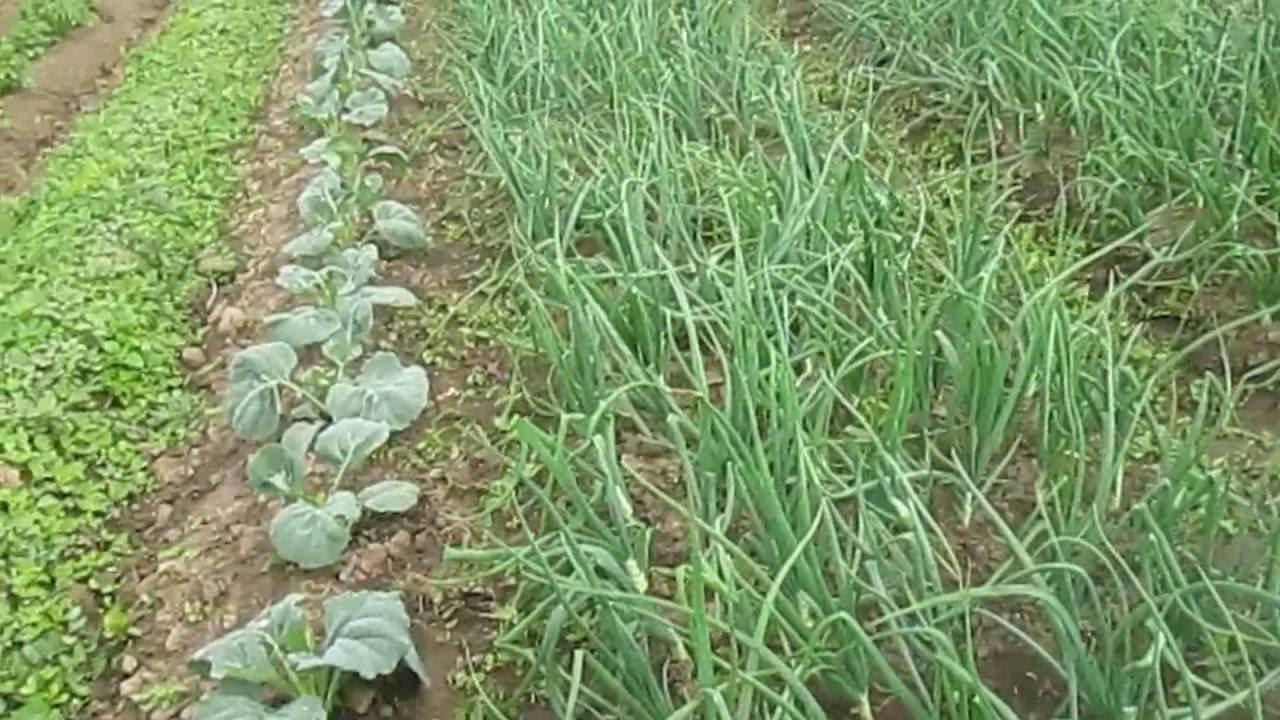 Oïdium sur l'oignon : comment le combattre