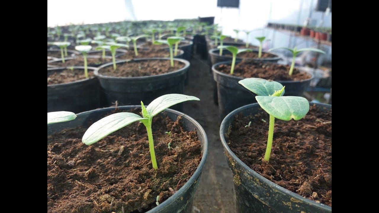 ขาดำในแตงกวา