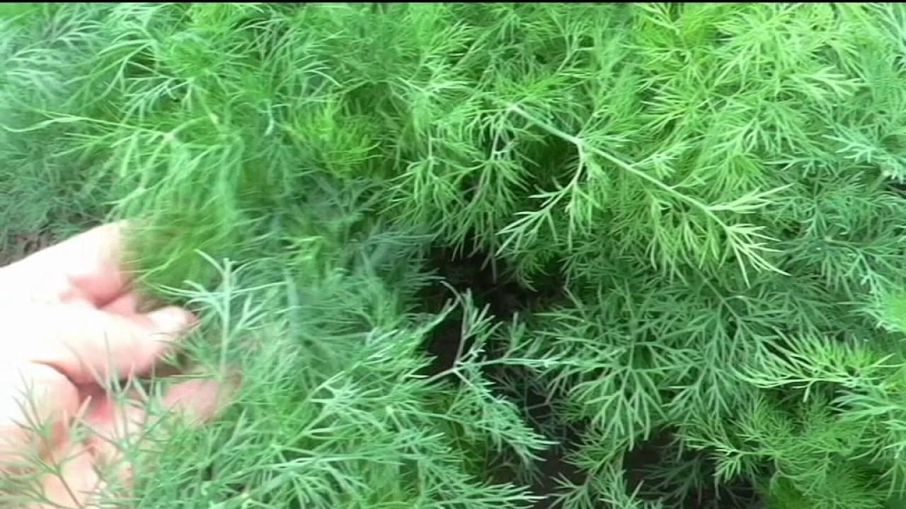 จระเข้ผักชีลาว