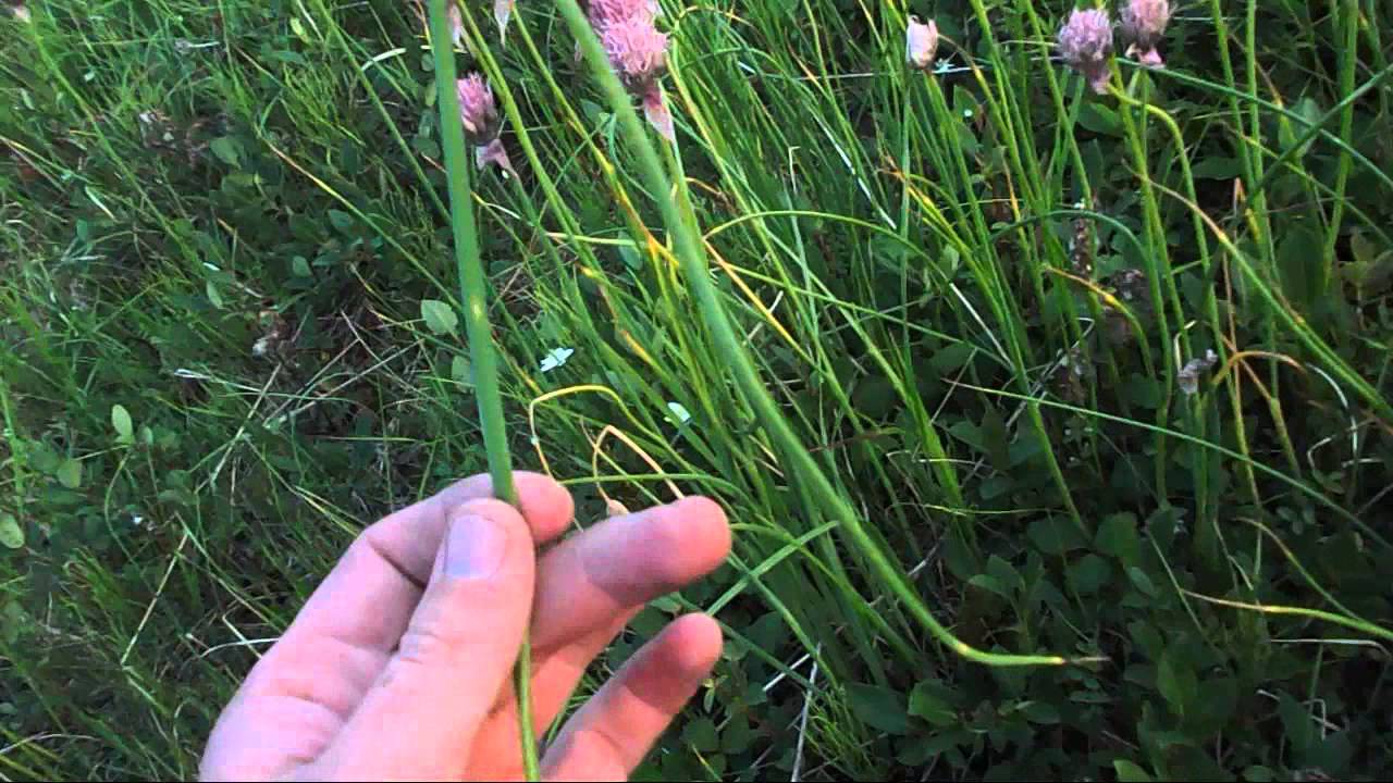 หัวหอมป่า