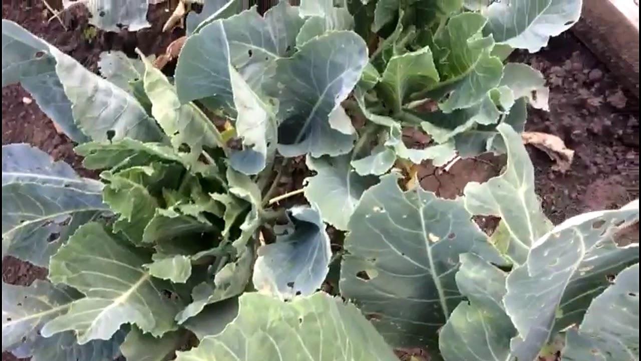 ดอกกะหล่ำไม่ก่อตัว