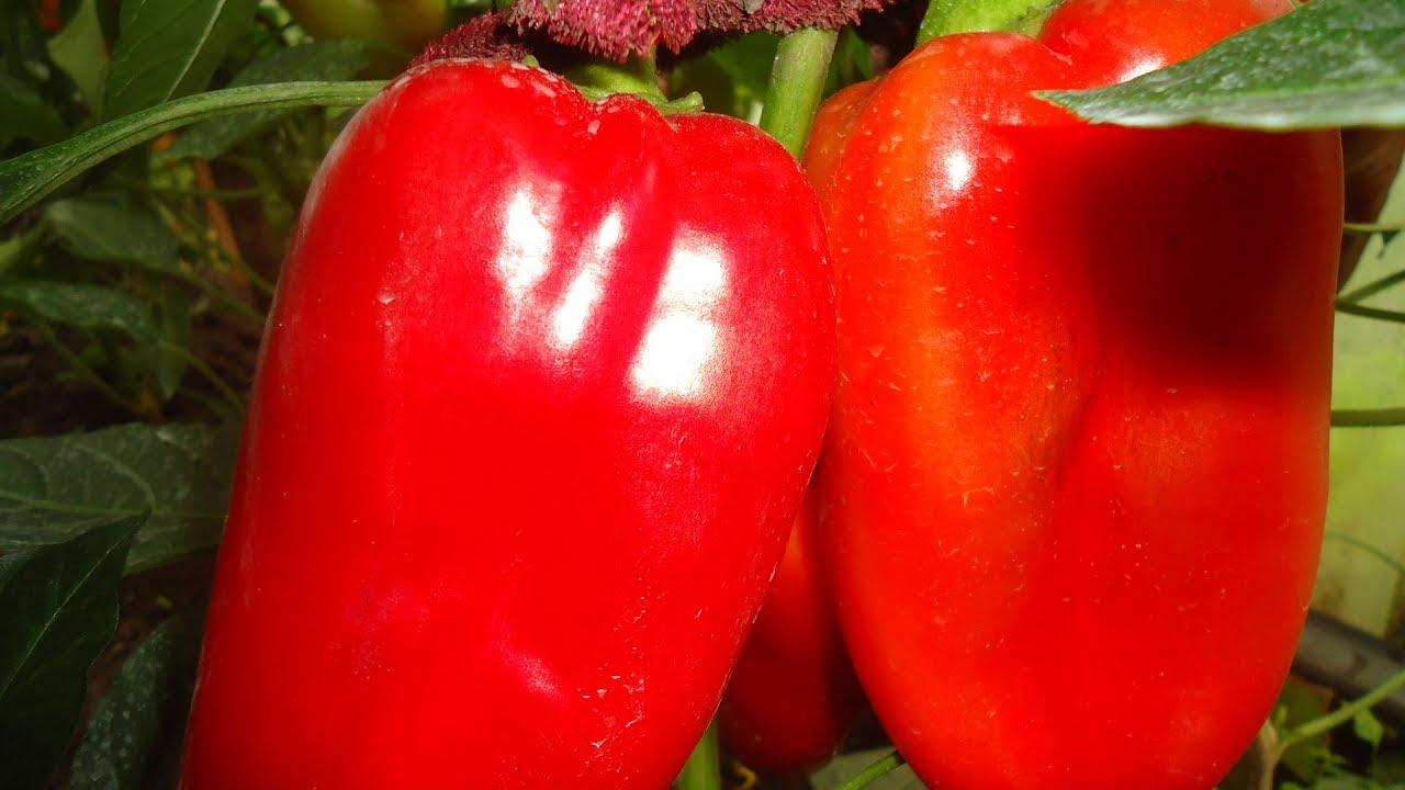 เปปเปอร์ โบกาตีร์