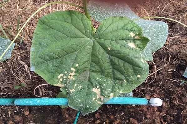 คอปเปอร์ซัลเฟต