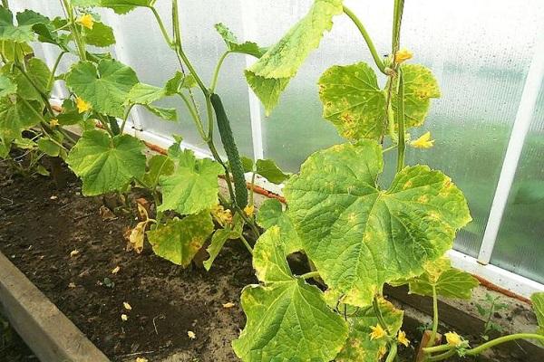 คอปเปอร์ซัลเฟต