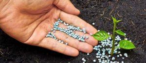 Types d'engrais micronutriments, leur impact sur le développement des plantes et les meilleurs produits prêts à l'emploi