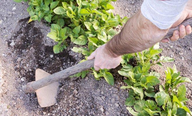 แปลงมันฝรั่ง