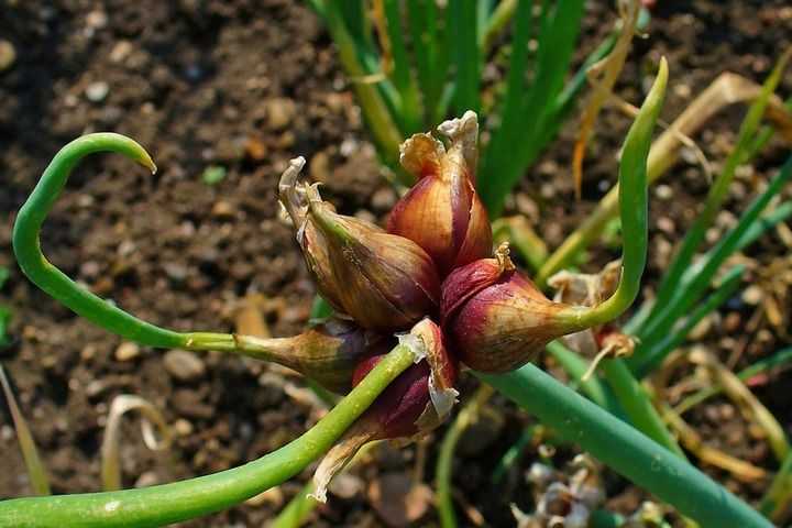 หัวหอมหลายชั้น