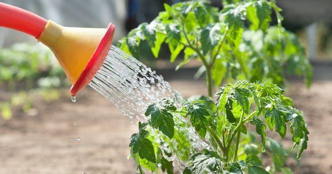 phosphate monopotassique