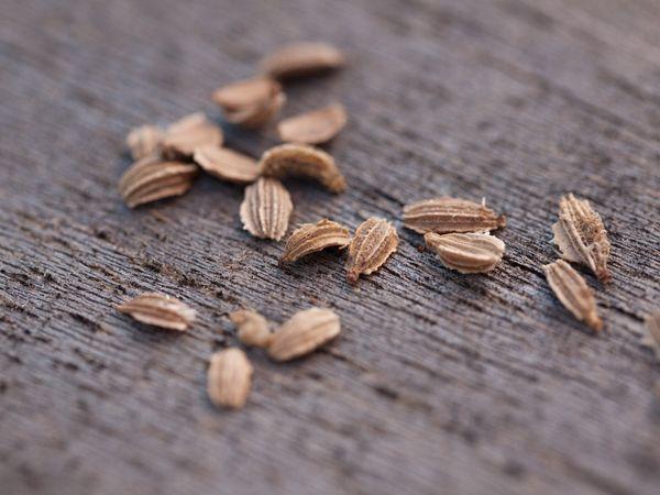 เมล็ดแครอท