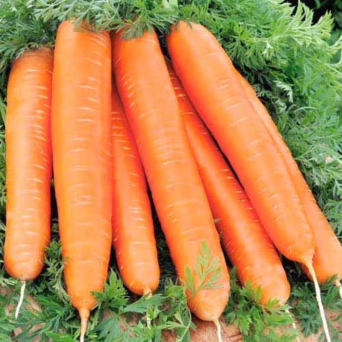 ยักษ์แดง