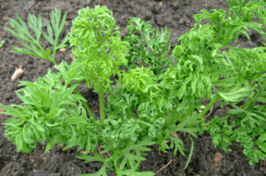 ทำไมแครอทจึงม้วนงอ และต้องทำอย่างไร รักษาอย่างไร