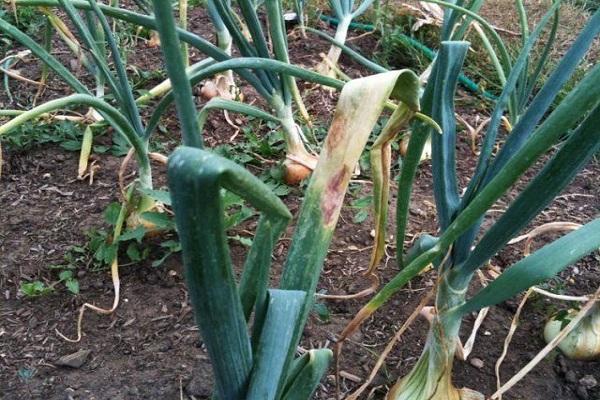 « Polycarbacine » pour les oignons