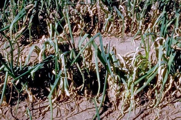 oïdium sur les oignons