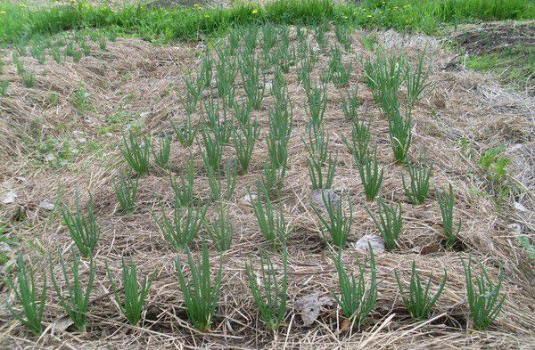 การปลูกหัวหอม