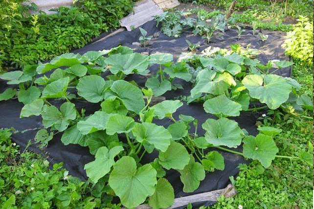 การปลูกบวบ