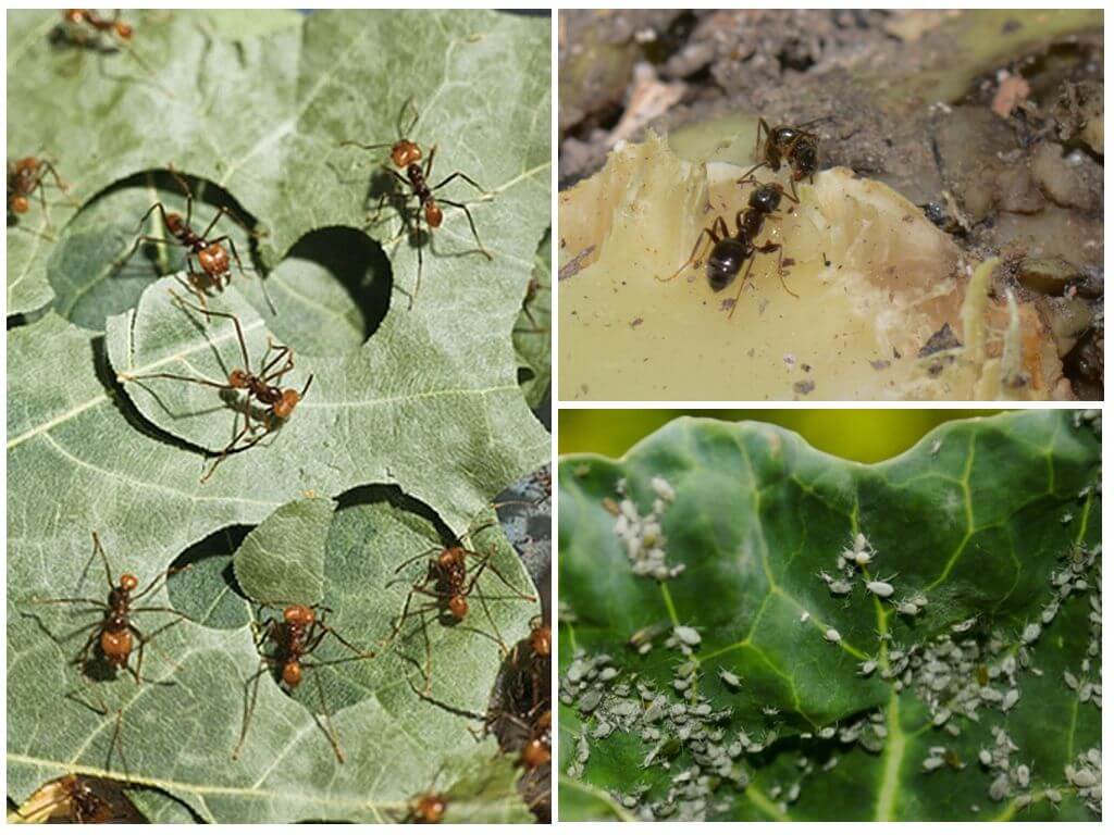 มดบนกะหล่ำปลี