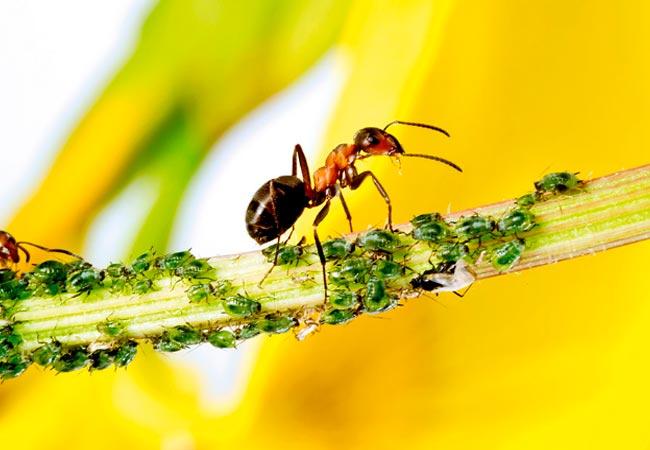 ศัตรูพืชแครอท