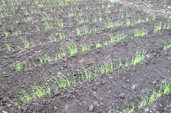 เมล็ดไนเจลลา