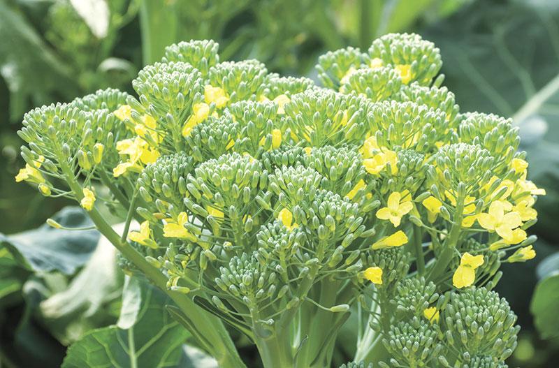 วิธีการรับเมล็ดกะหล่ำปลี