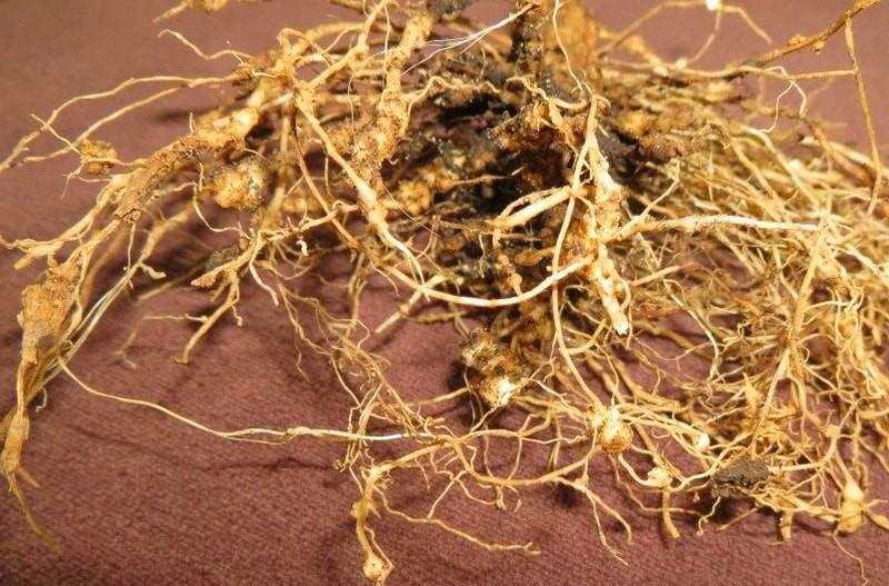 maladie de la pomme de terre