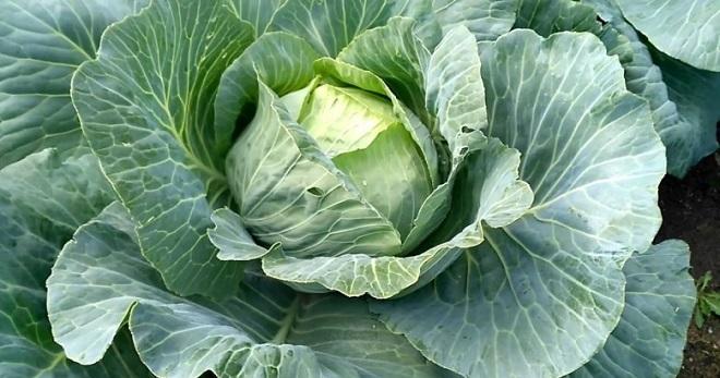 หัวกะหล่ำปลี