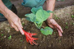 เมื่อใดและทำไมต้องปลูกกะหล่ำปลี ระยะเวลาและจำนวนขั้นตอนที่จำเป็นหลังจากปลูกลงดิน