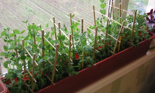 ปลูกถั่วบนขอบหน้าต่าง