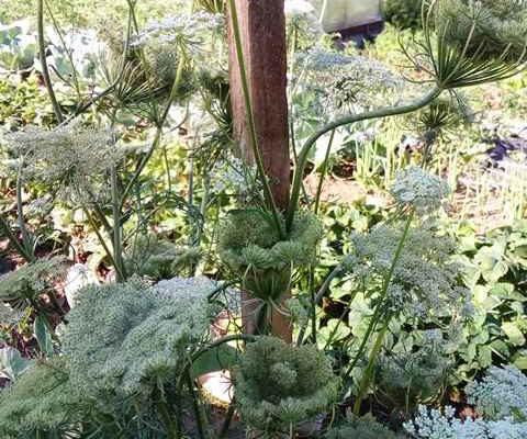 เมล็ดแครอท