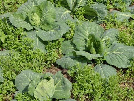 แปลงกะหล่ำปลี