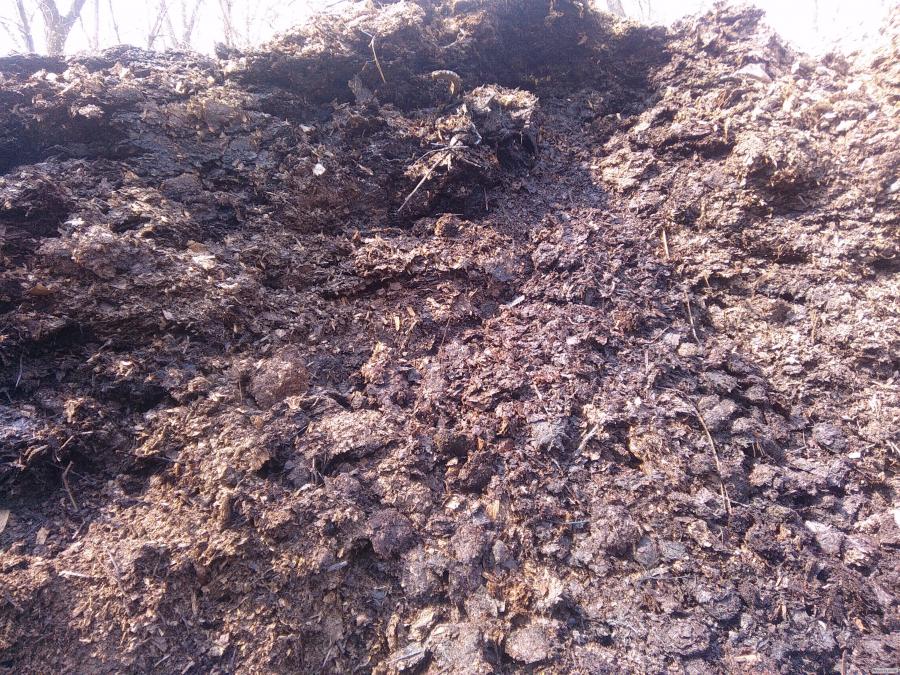 กองฮิวมัส