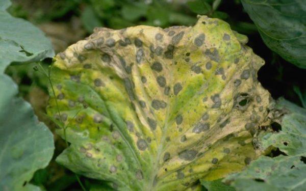 les pommes de terre sont malades