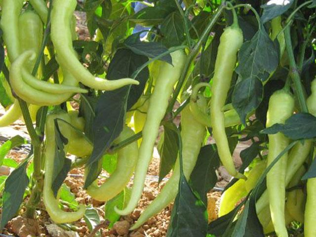 ชากีร่า เปปเปอร์