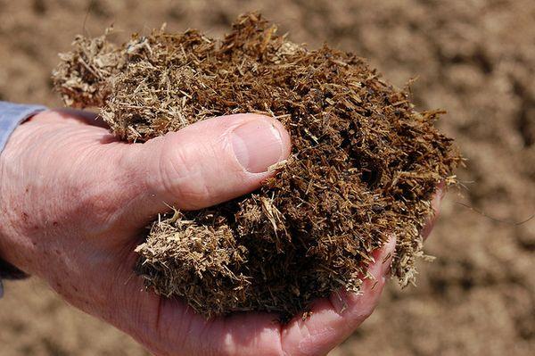 ฮิวมัสในมือ