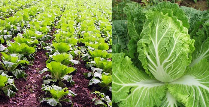 cultiver du chou chinois