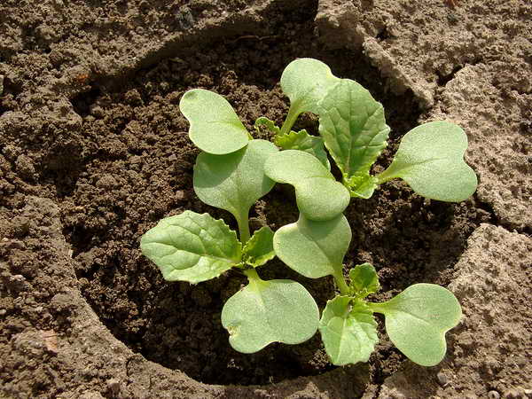 cultiver du chou chinois
