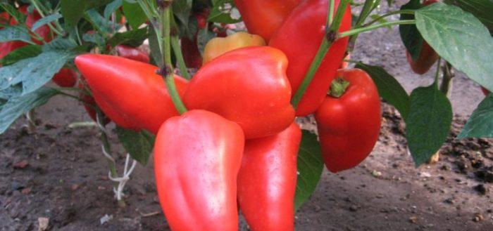 เปปเปอร์ โบกาตีร์