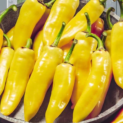 สีเหลืองฮังการี