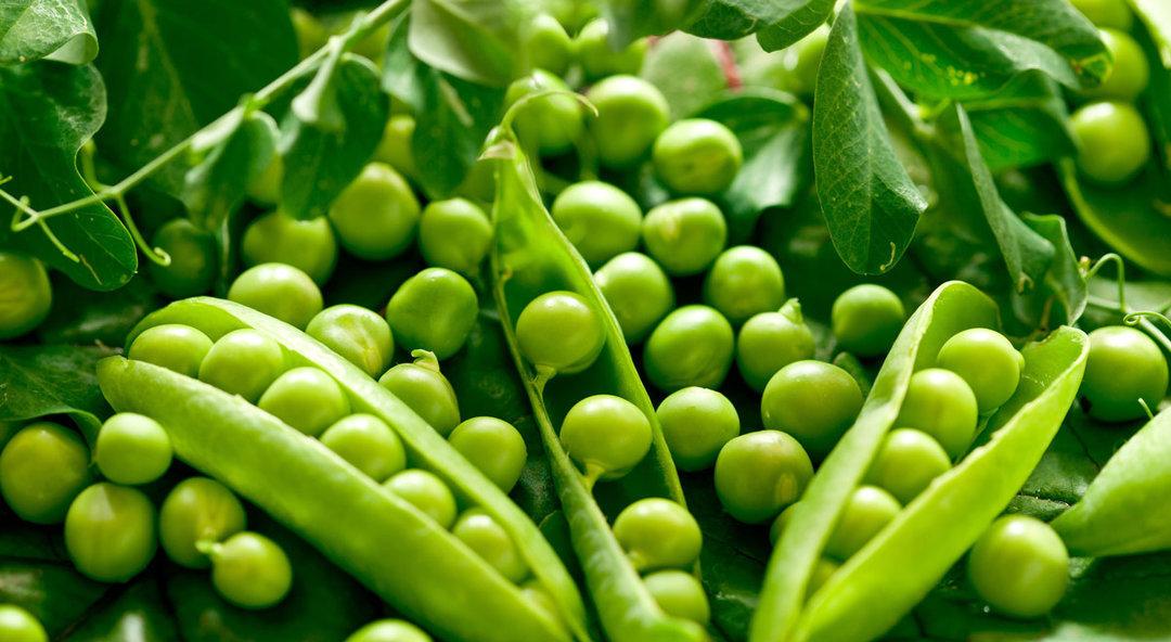 ถั่วจำนวนมาก