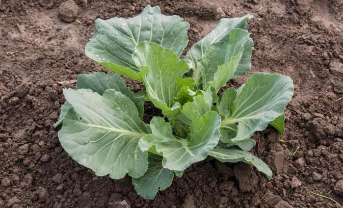 กะหล่ำปลีไม่ขึ้น