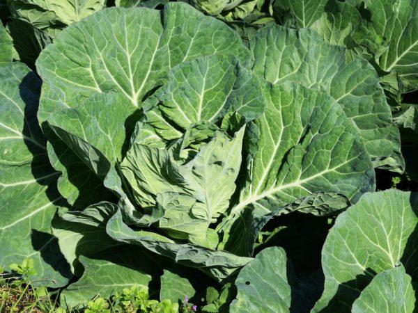 กะหล่ำปลีไม่ขึ้น