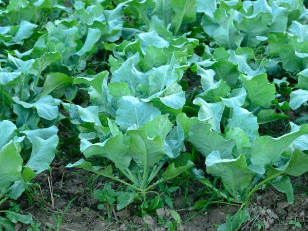 กะหล่ำปลีไม่ขึ้น