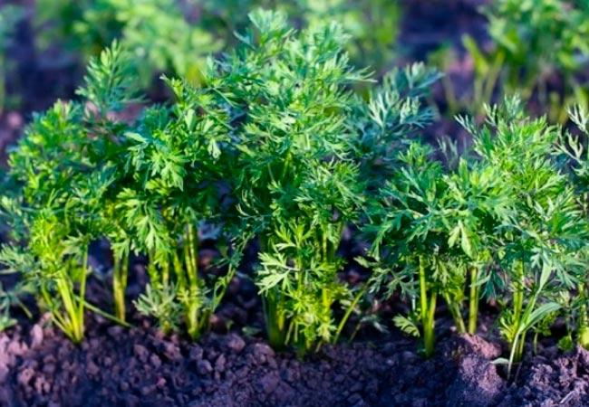 ใบแครอท