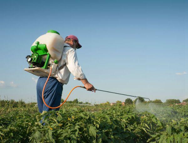 การฉีดพ่นมันฝรั่ง