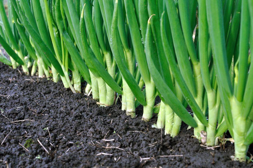 แปลงหัวหอม